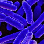 Bactéria E. coli e Salmonella Montevideo
